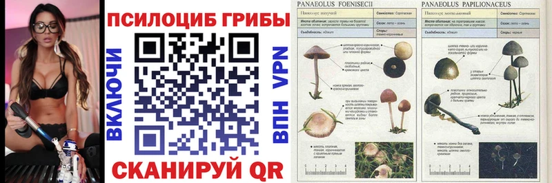 Купить закладки  Похвистнево  Псилоцибиновые грибы Magic Shrooms 